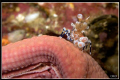   Richelieu lullaby.Tiny baby harlequin shrimp taken Rock. This was less week old. lullaby. lullaby Rock old  